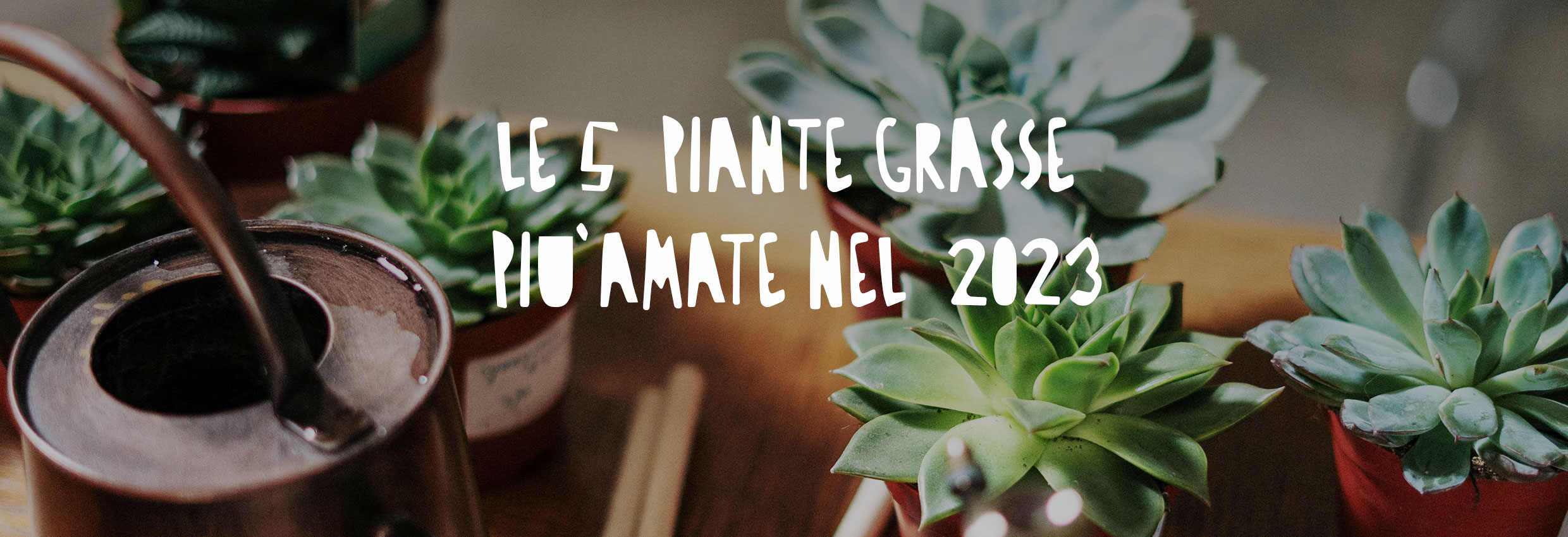 Piante grasse su un tavolo
